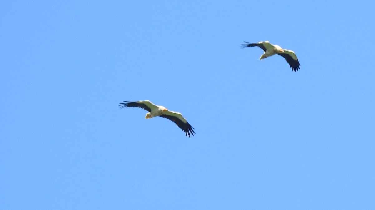Egyptian Vulture - ML362597071