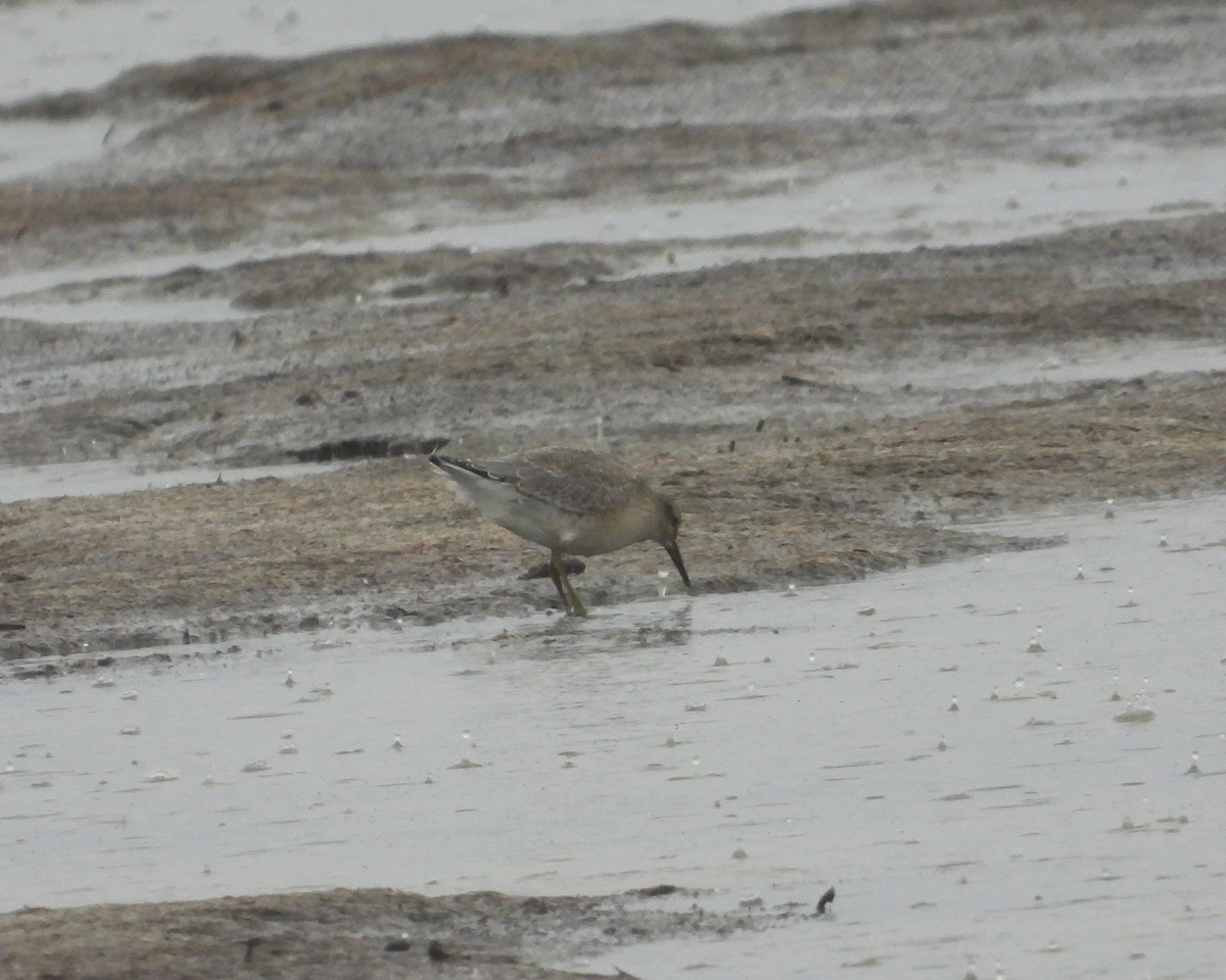 Red Knot - David Lambeth