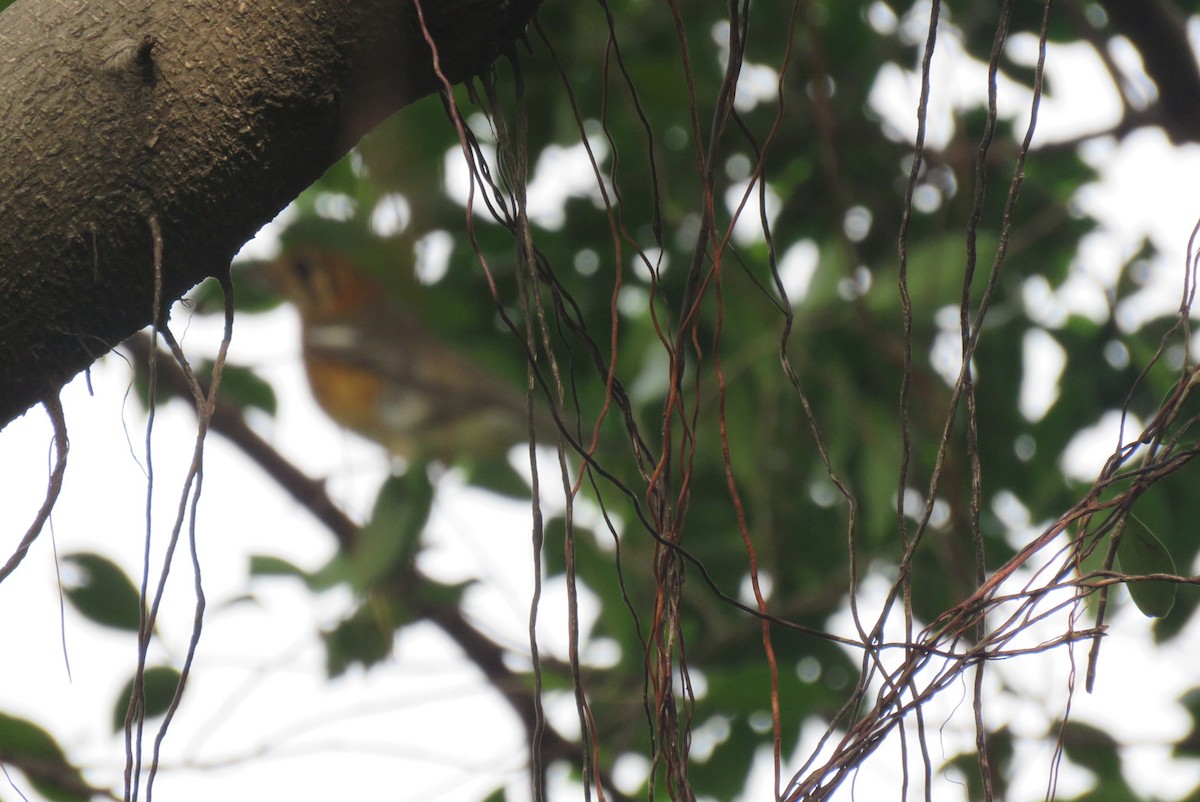 Orange-headed Thrush - ML36260011