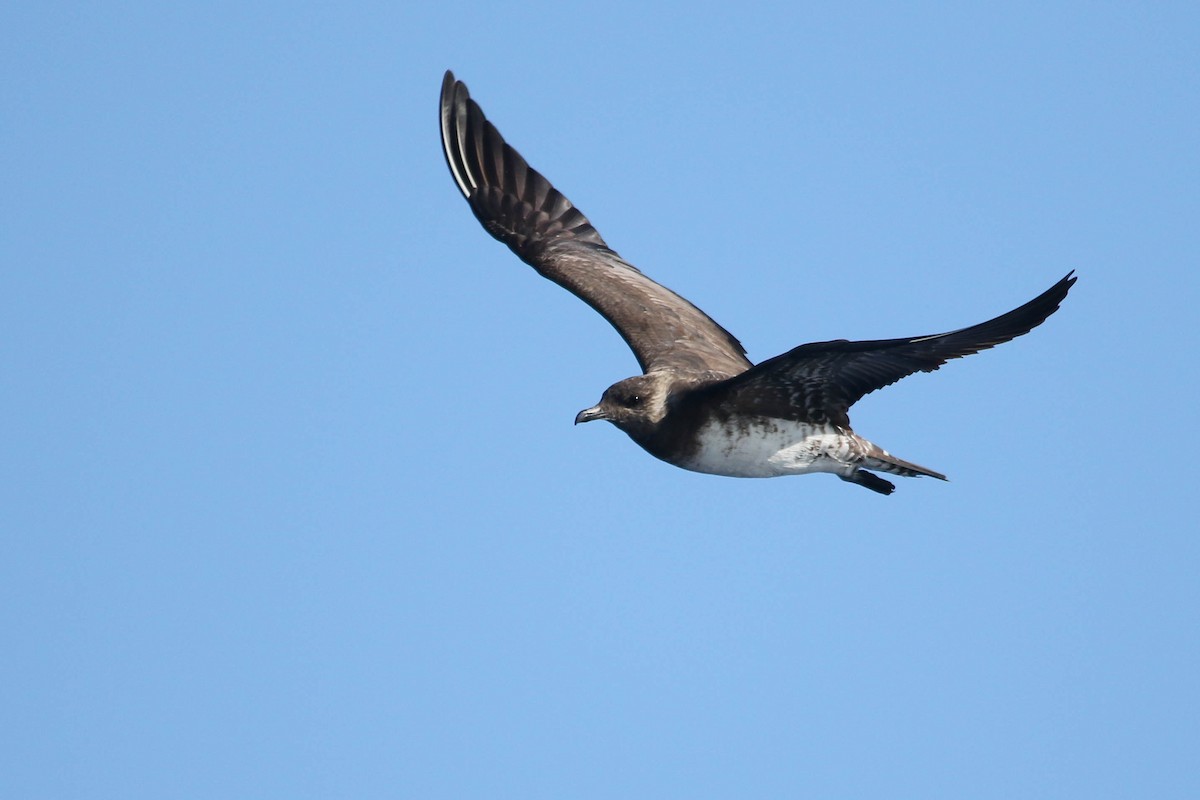 Long-tailed Jaeger - Benjamin Hack