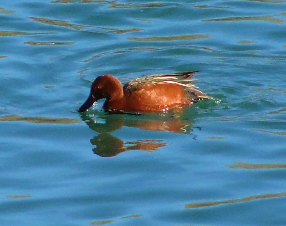 Cinnamon Teal - ML362601141