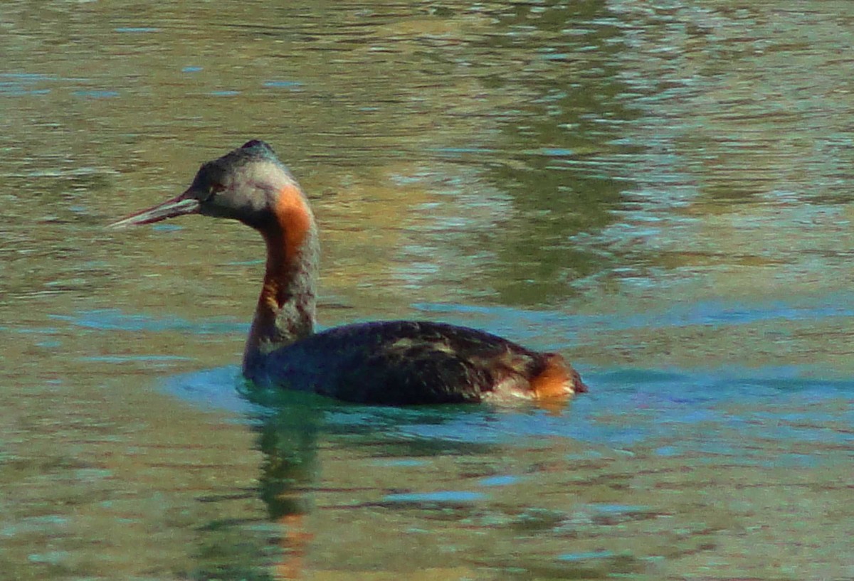 Great Grebe - Walter Ariel  Baez