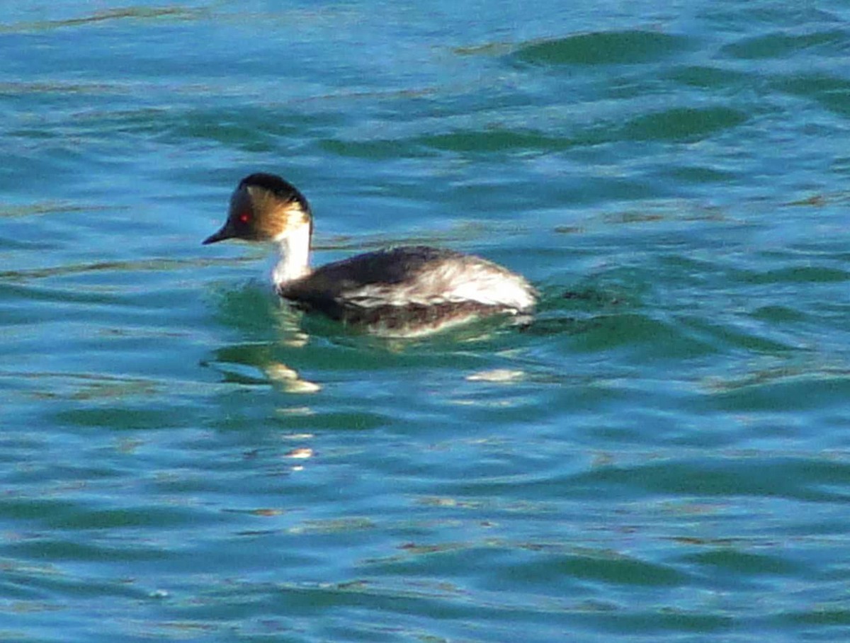 Silvery Grebe - ML362601271