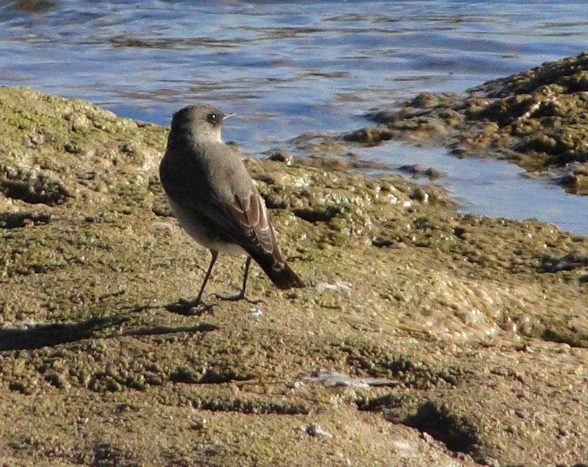 Dark-faced Ground-Tyrant - ML362601381