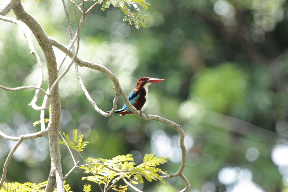 White-throated Kingfisher - Doug Korver