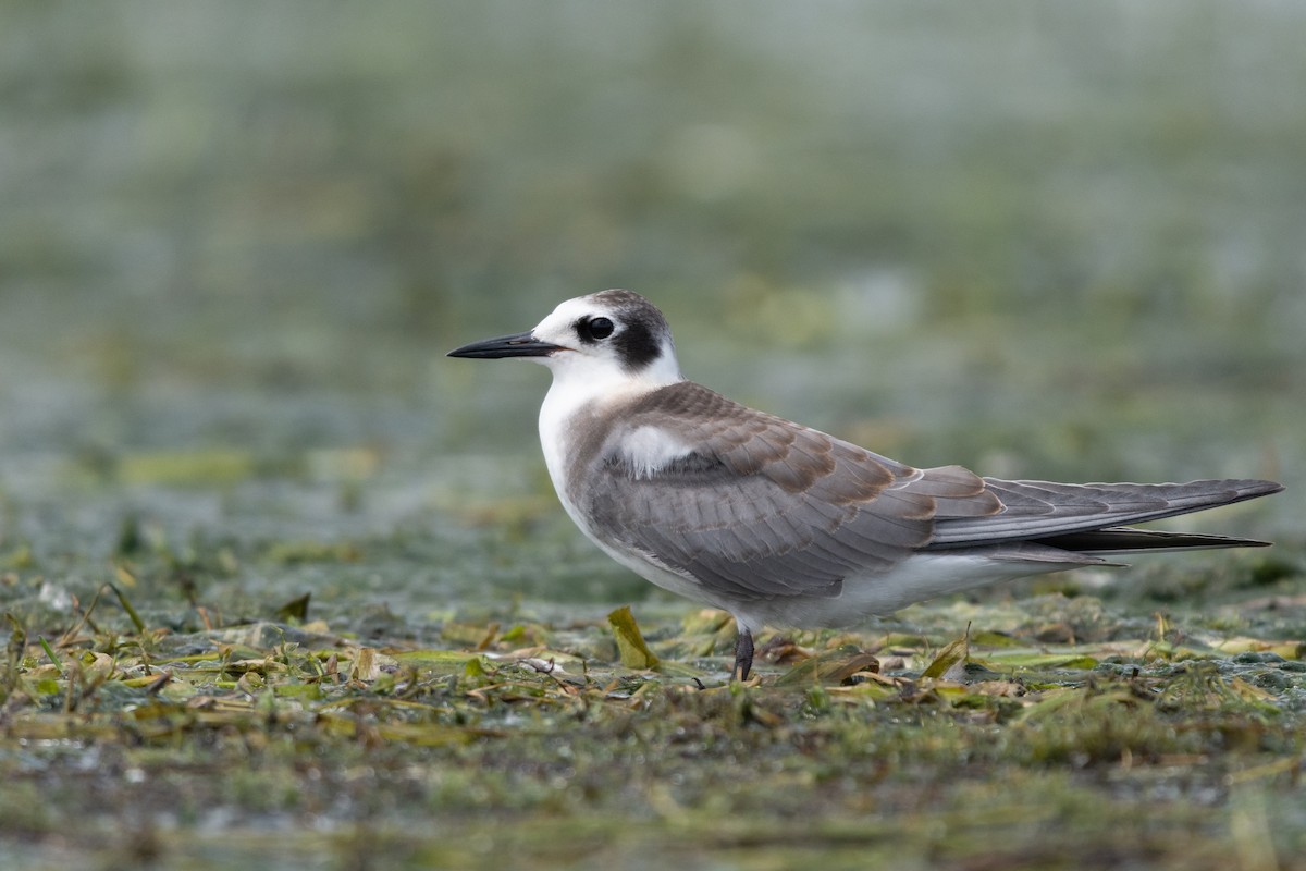 rybák černý - ML362603511