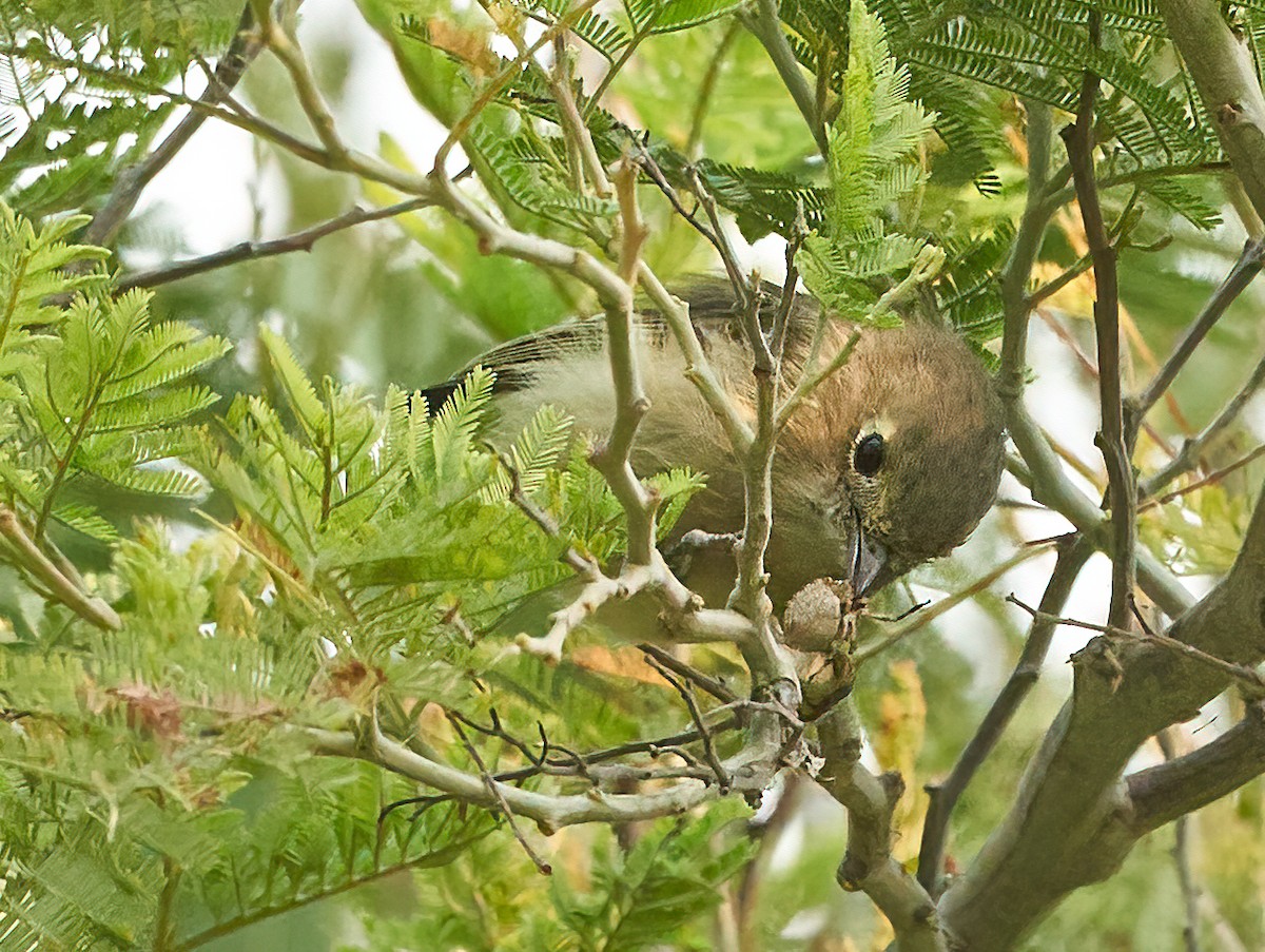 Hutton's Vireo - ML362605371