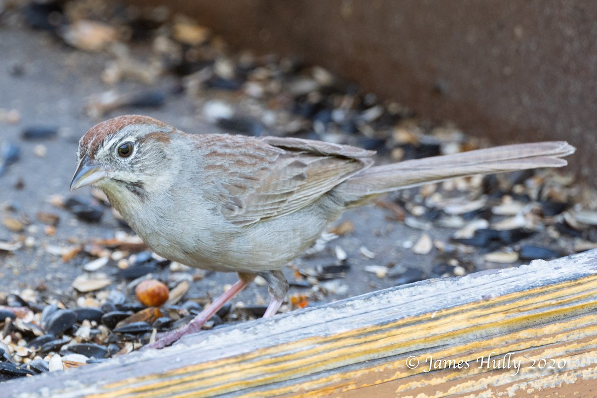 Rufous-crowned Sparrow - ML362605661