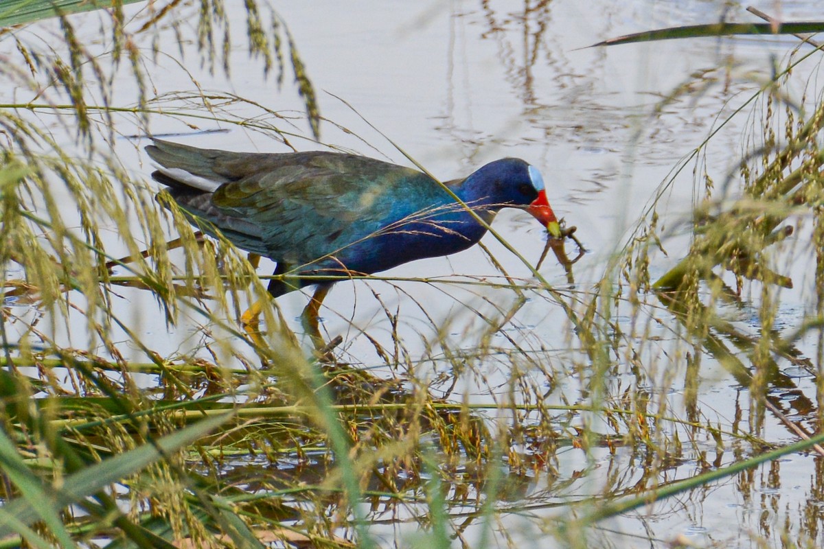 Purple Gallinule - Patrick Maurice