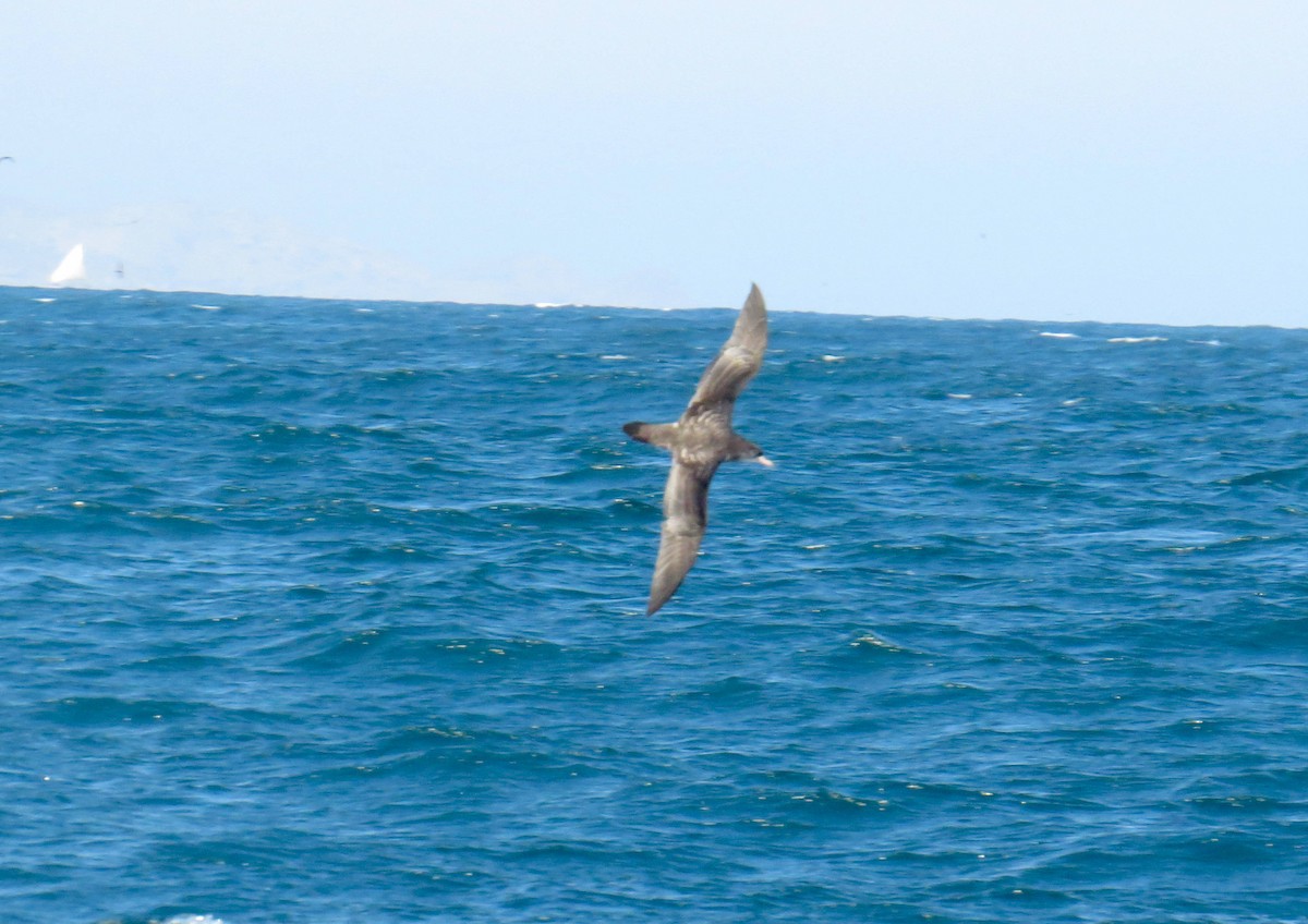 Pink-footed Shearwater - ML362608511