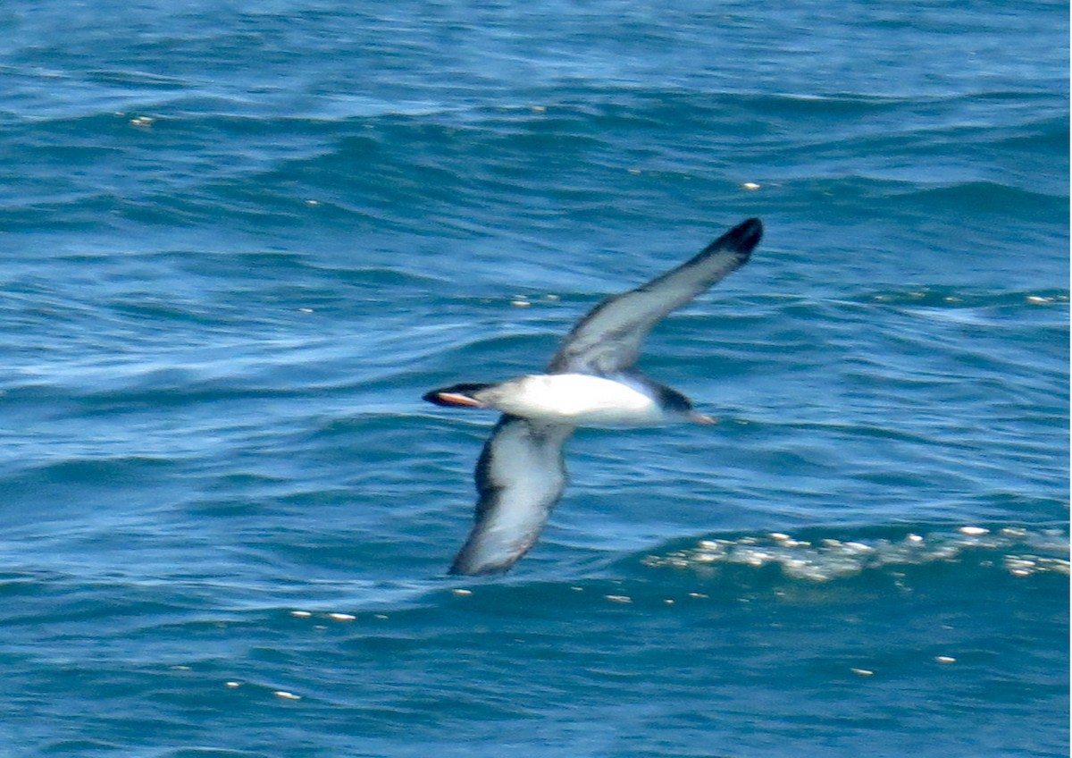 Pink-footed Shearwater - ML362608521