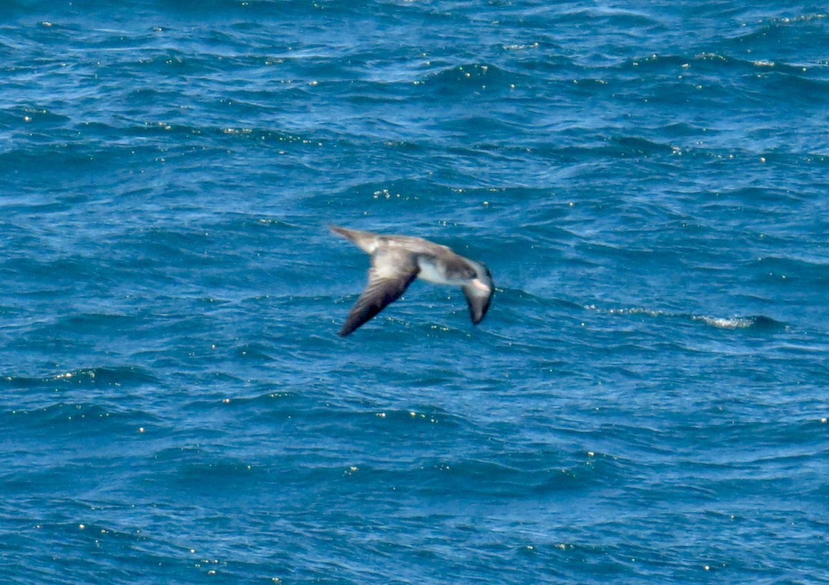 Pink-footed Shearwater - ML362608531