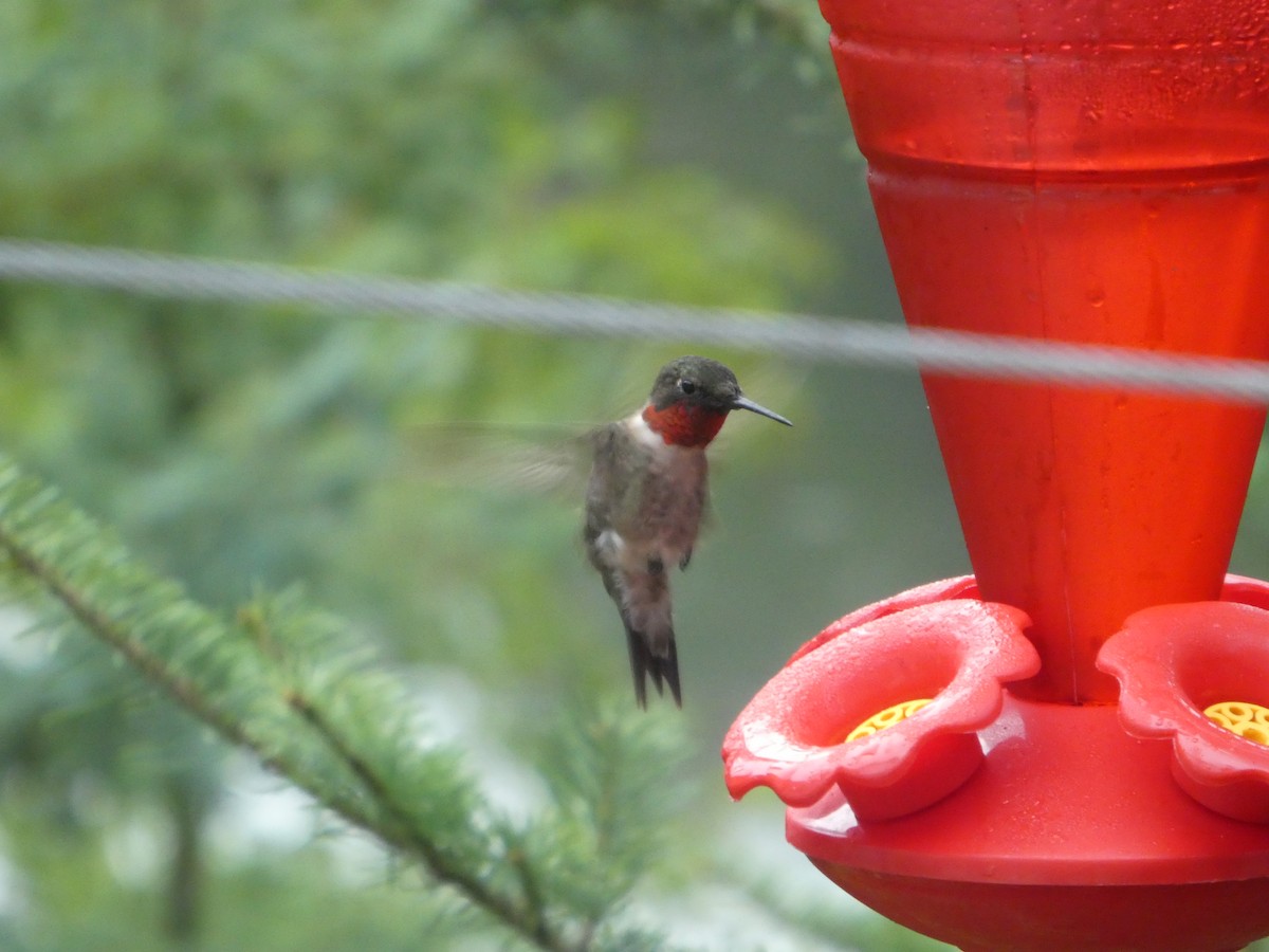 Ruby-throated Hummingbird - ML362608541