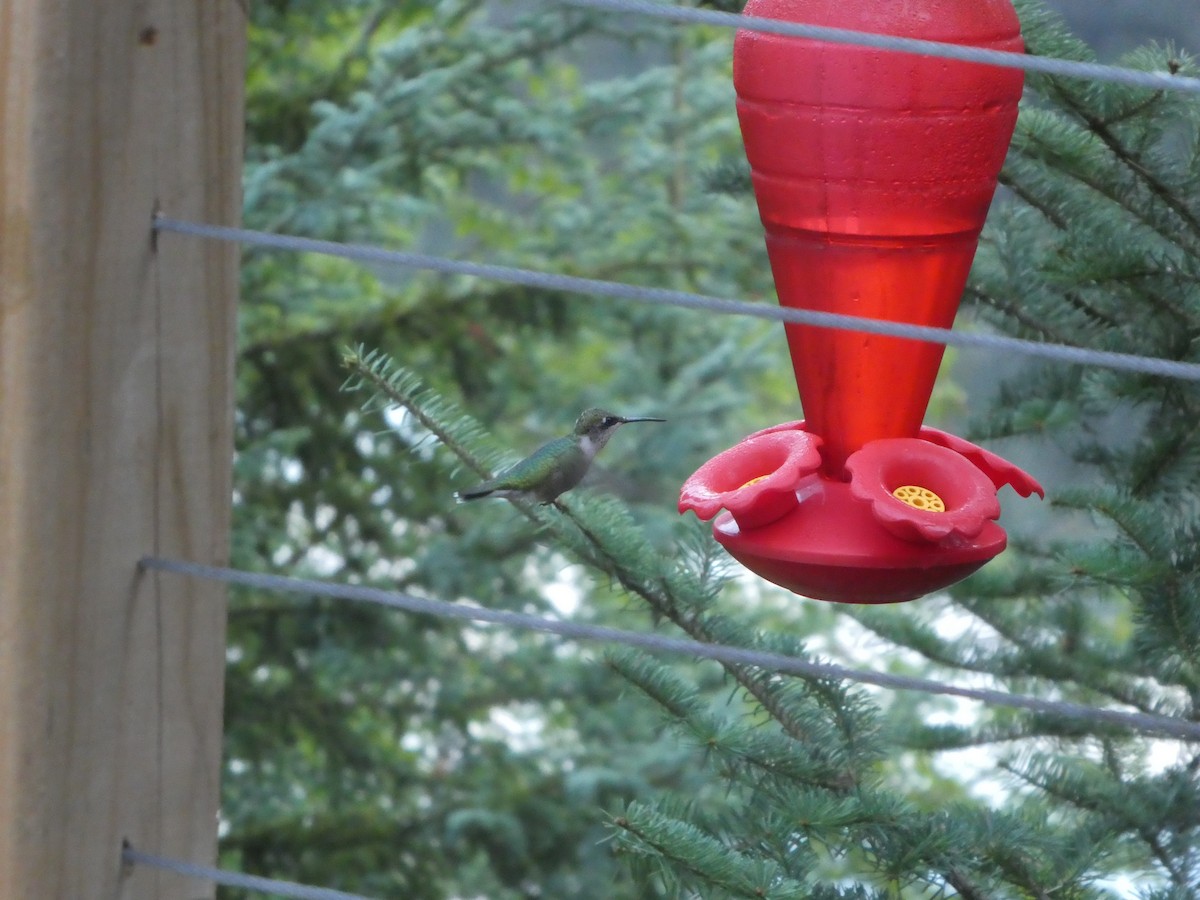 Ruby-throated Hummingbird - ML362608551