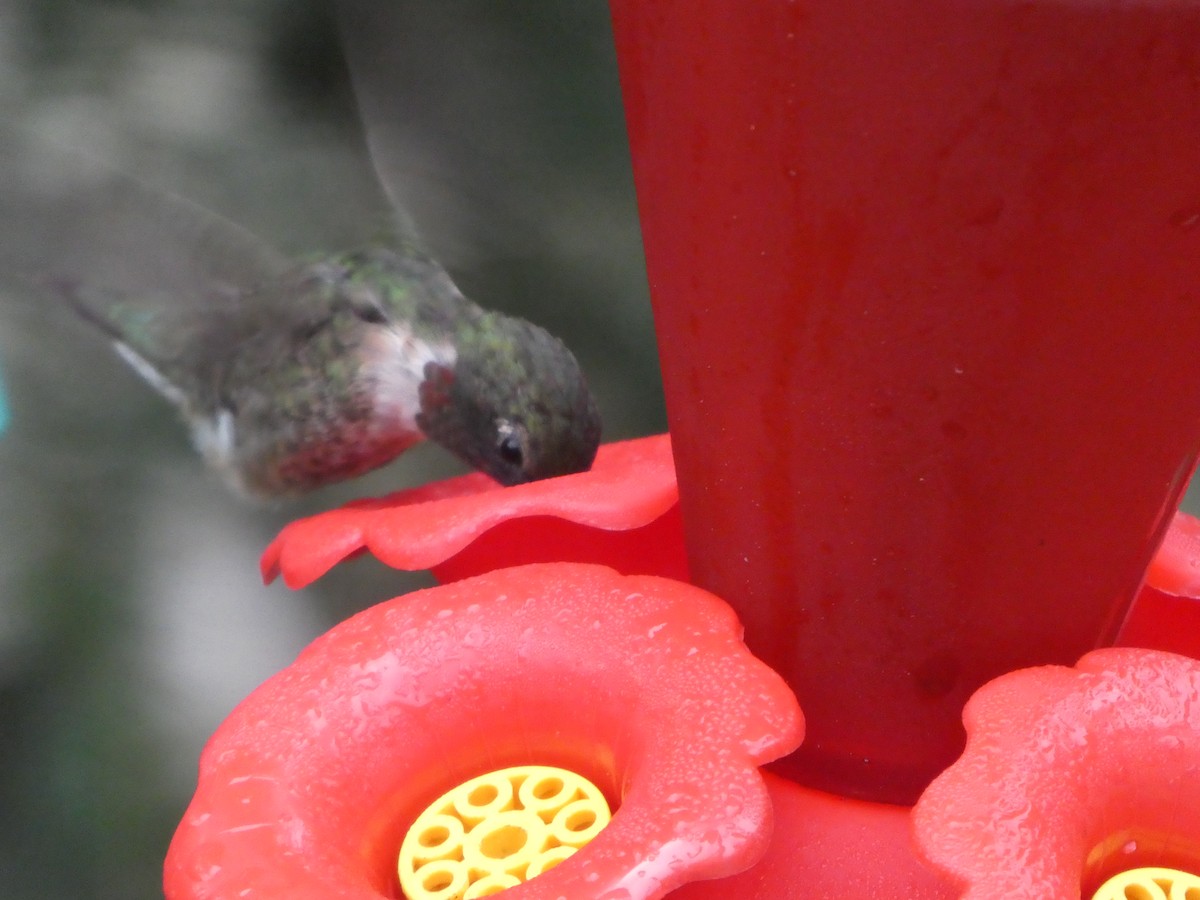 Ruby-throated Hummingbird - ML362608661