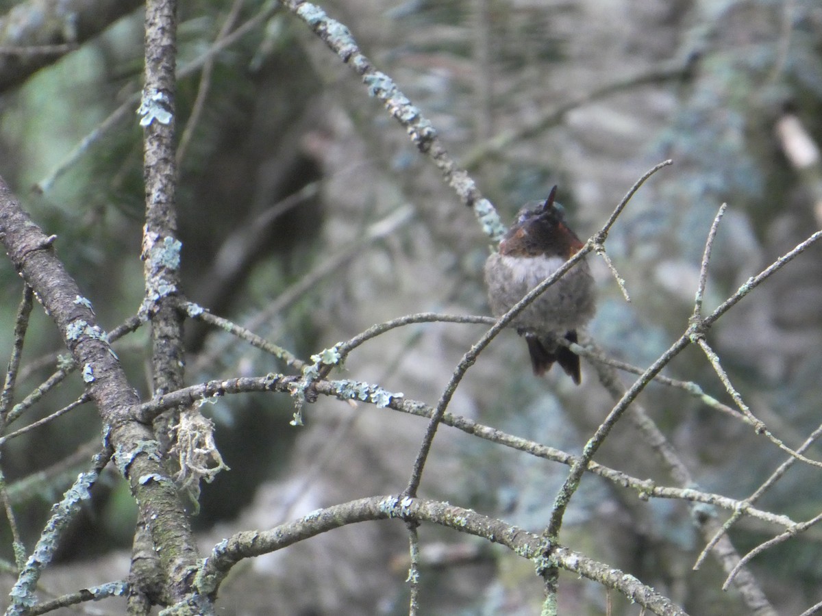 Ruby-throated Hummingbird - ML362608711