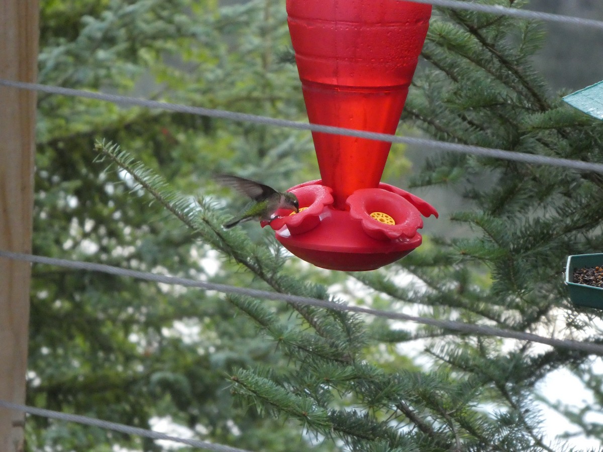 Ruby-throated Hummingbird - ML362608891