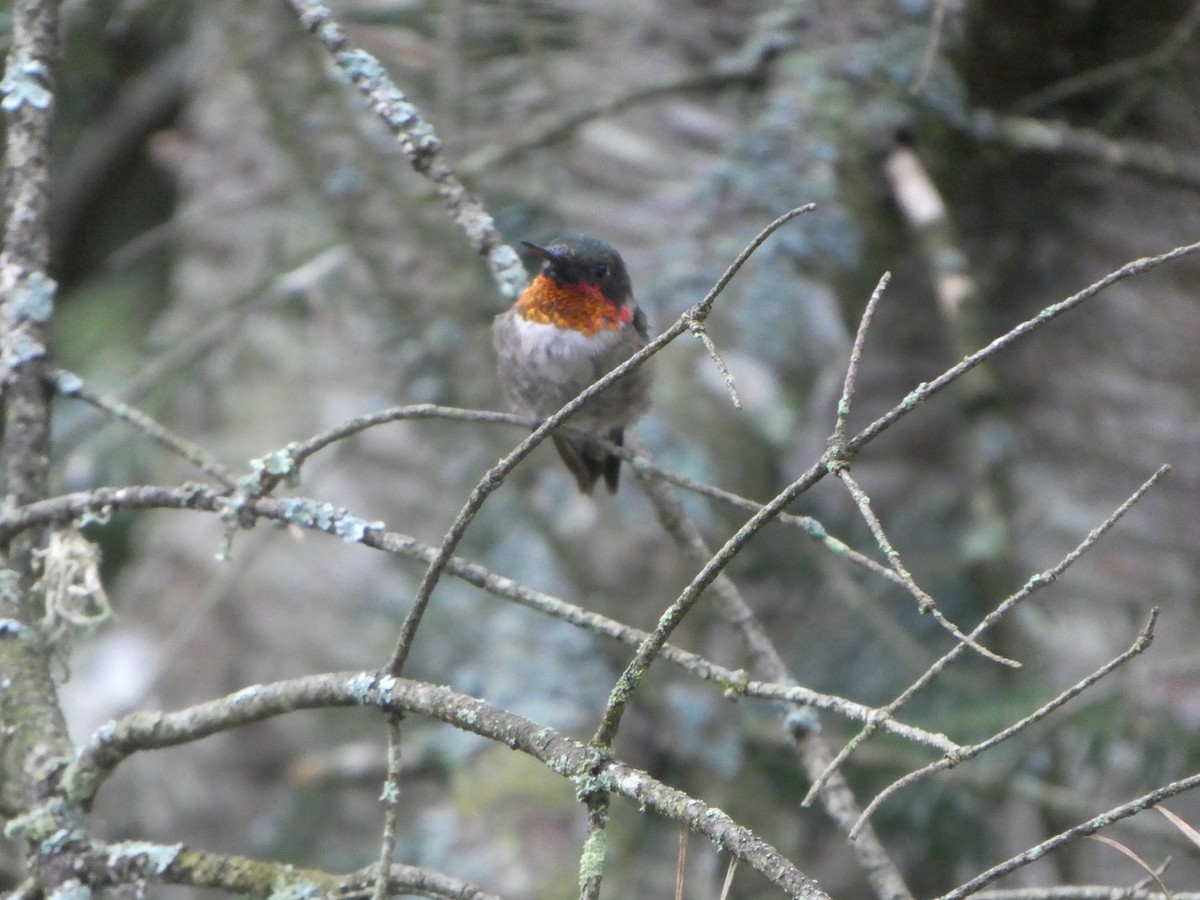 Ruby-throated Hummingbird - ML362608911