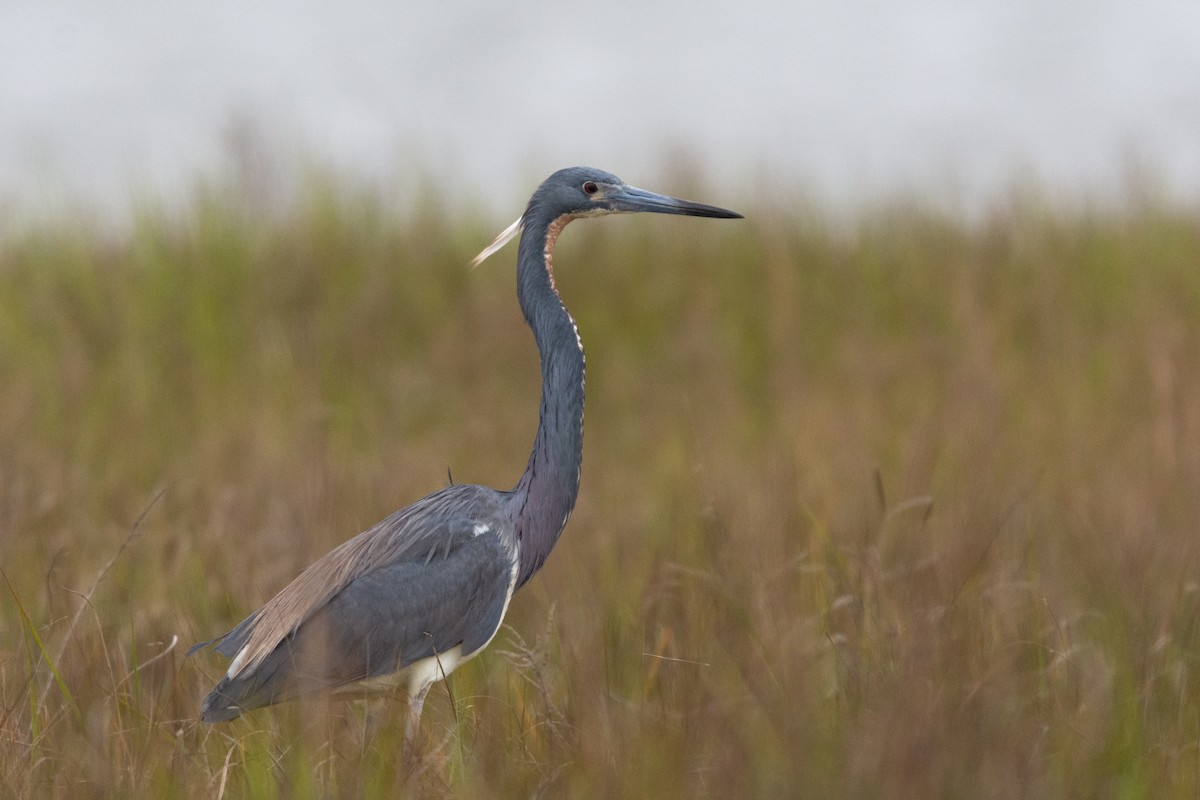 volavka tříbarvá - ML362609591