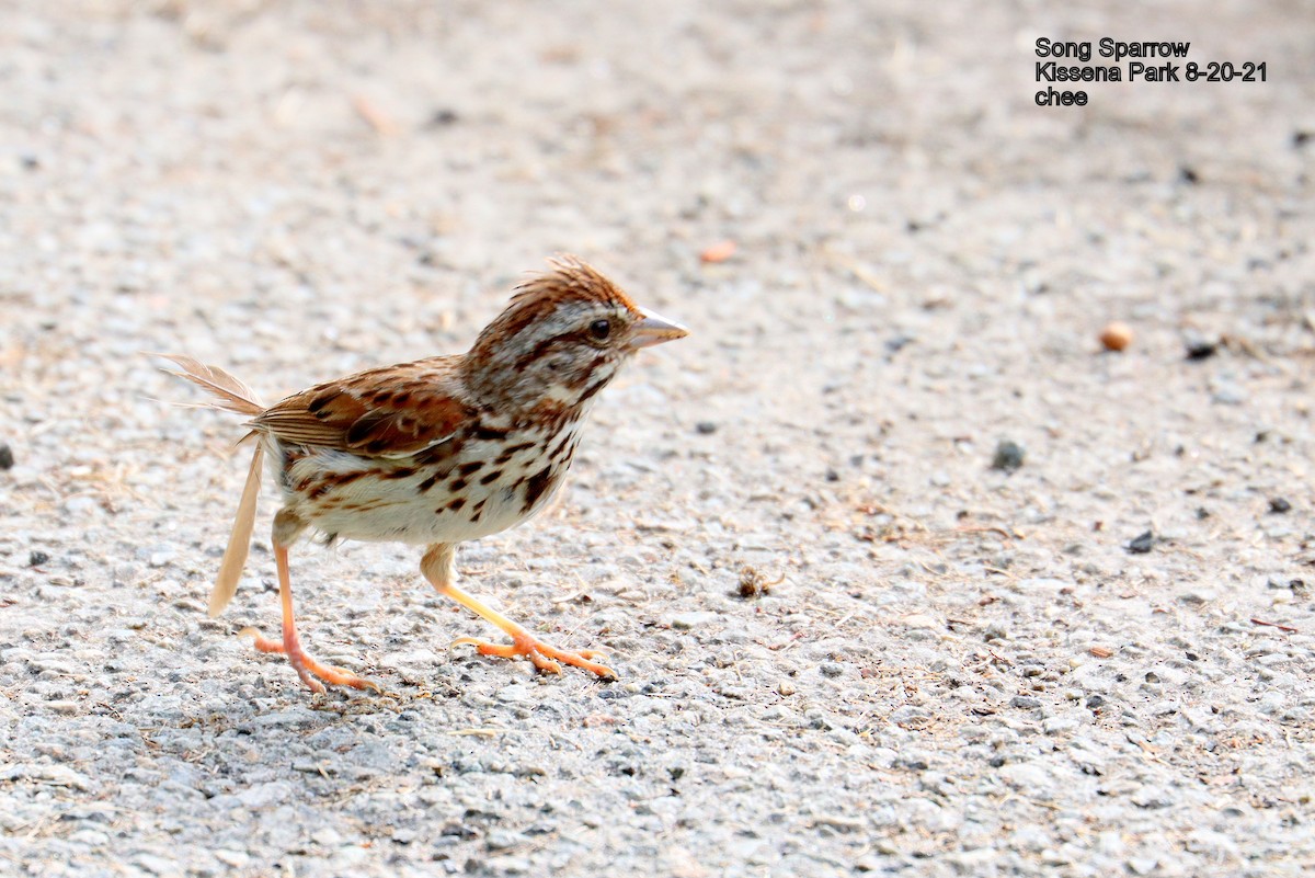 Song Sparrow - ML362612551