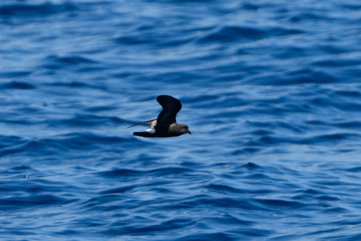 Leach's Storm-Petrel - ML362613831