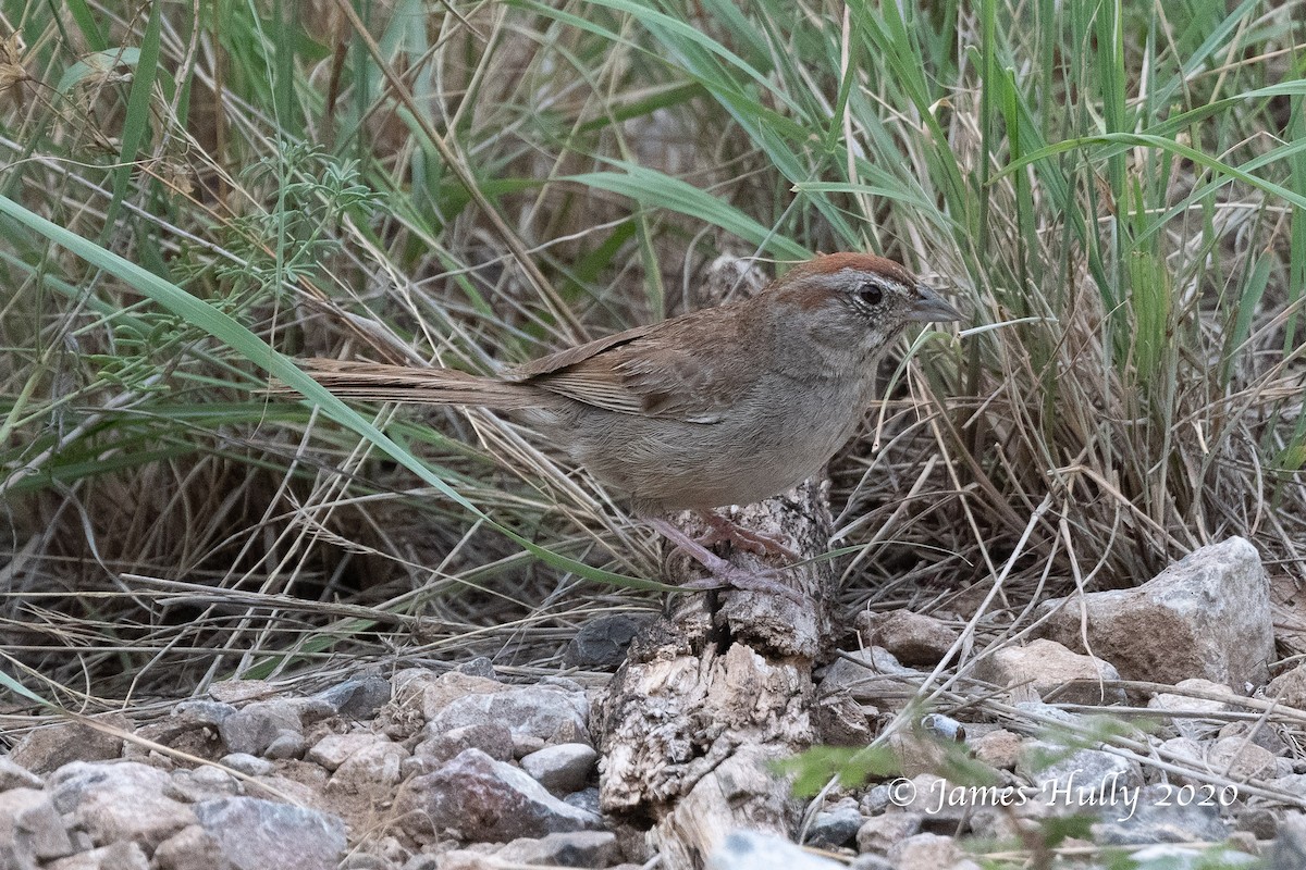 Rufous-crowned Sparrow - ML362614511