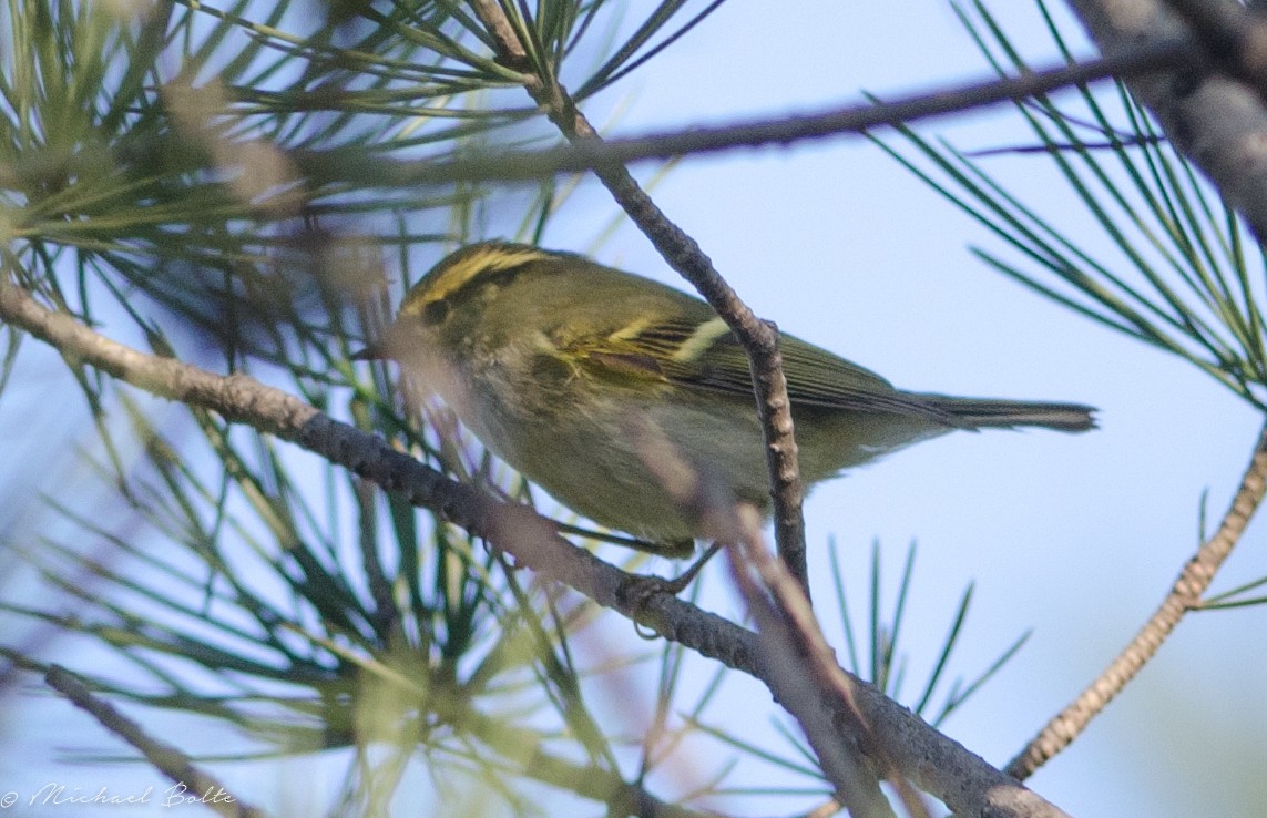 Yellow-browed Warbler - ML362617571