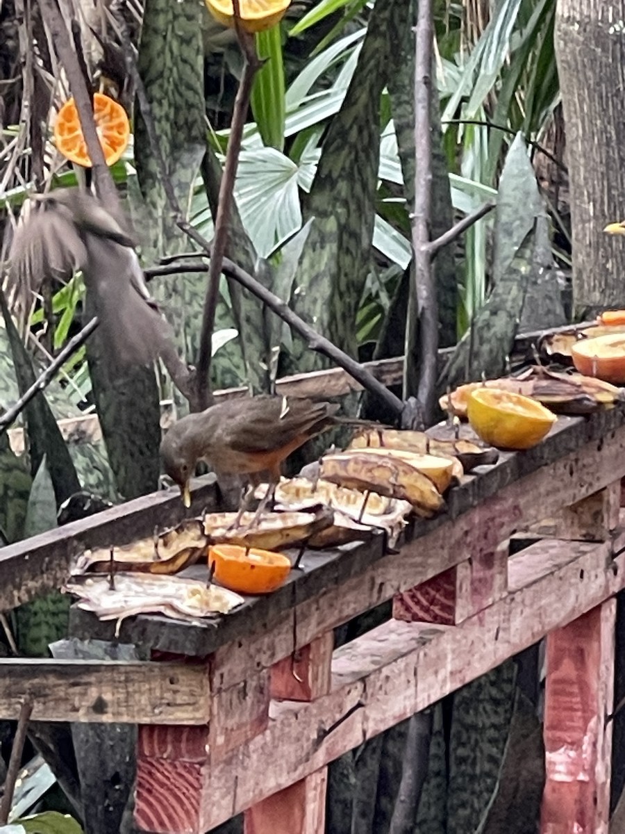 Rufous-bellied Thrush - ML362619171