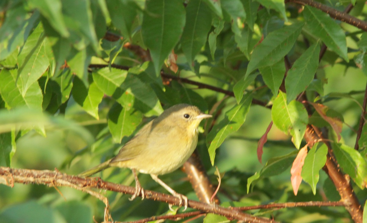 Common Yellowthroat - ML362620331