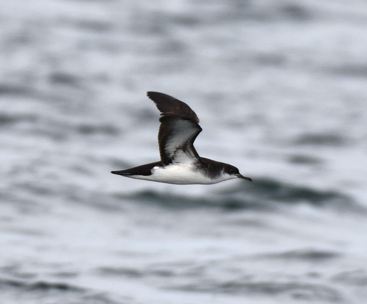 Manx Shearwater - Marco Vachon