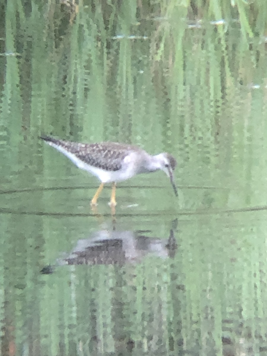 Lesser Yellowlegs - ML362622741