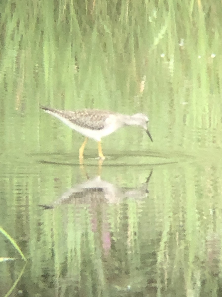 Lesser Yellowlegs - Tim E.