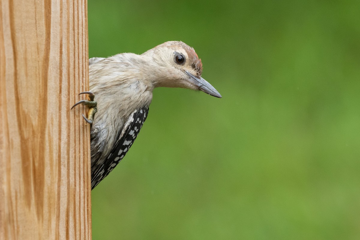 Red-bellied Woodpecker - ML362624951