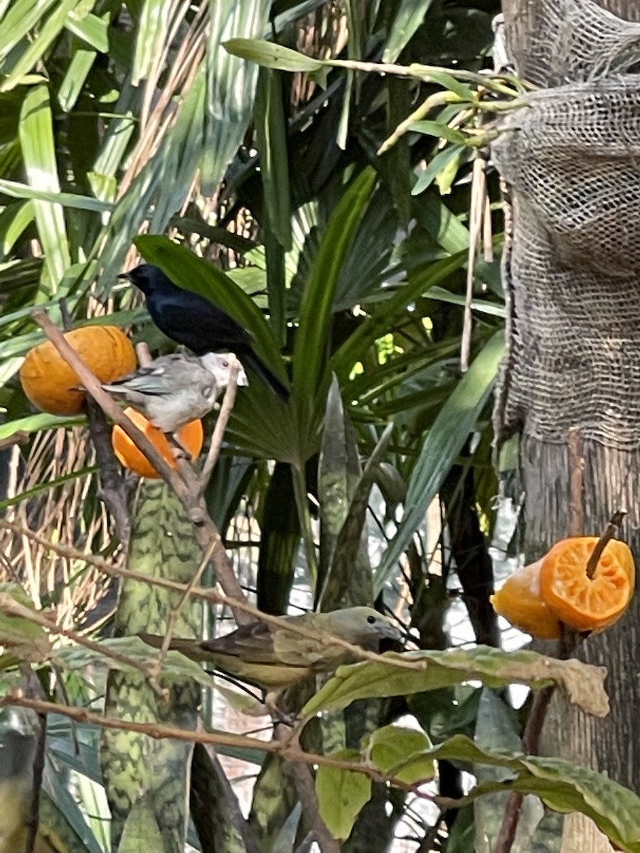 Tangara Palmera - ML362626731