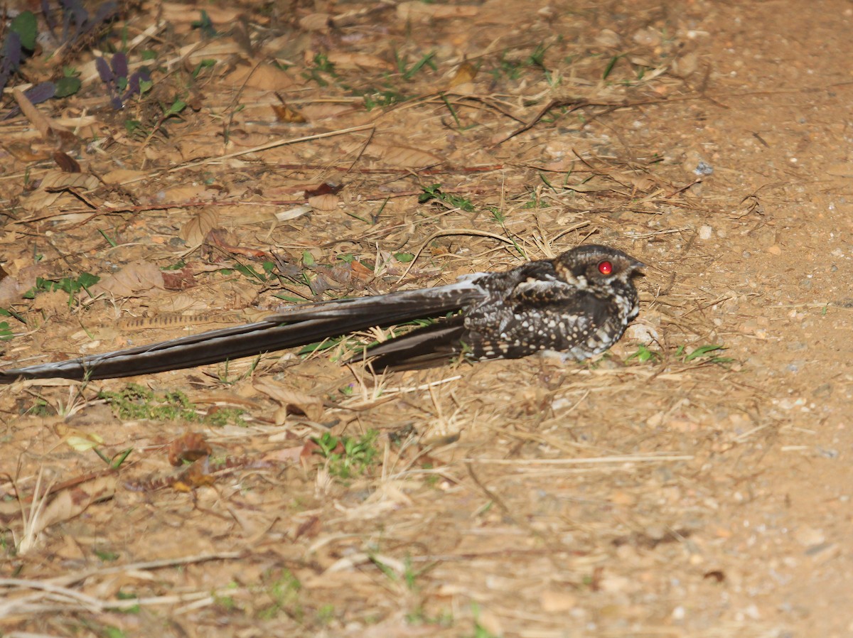 Long-trained Nightjar - ML362628021