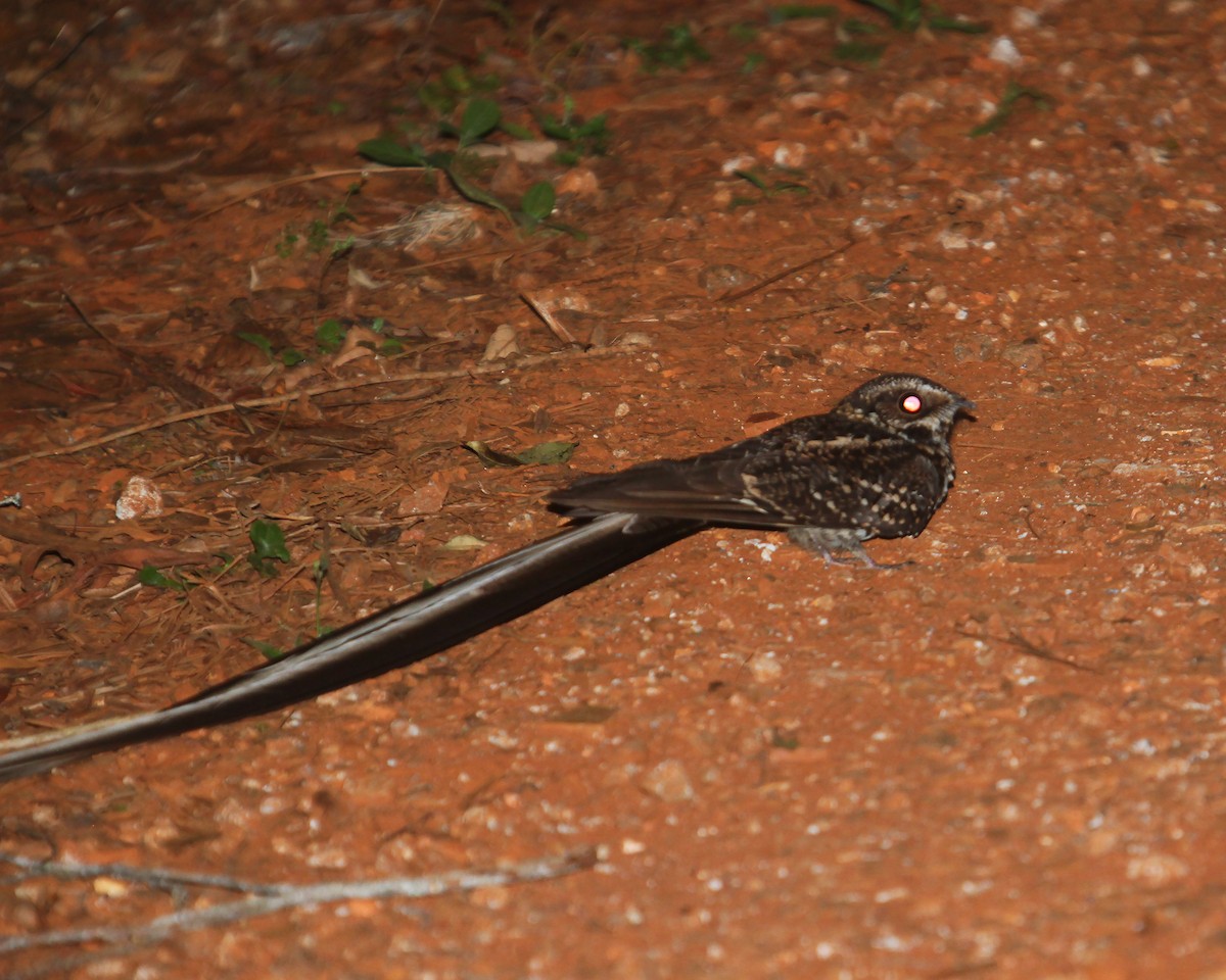 Long-trained Nightjar - ML362628041