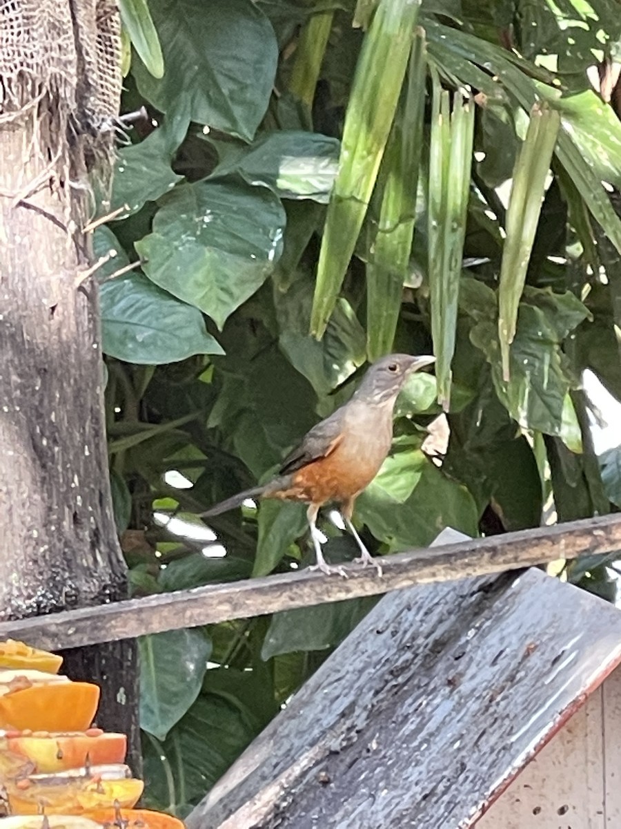 Rufous-bellied Thrush - ML362628241