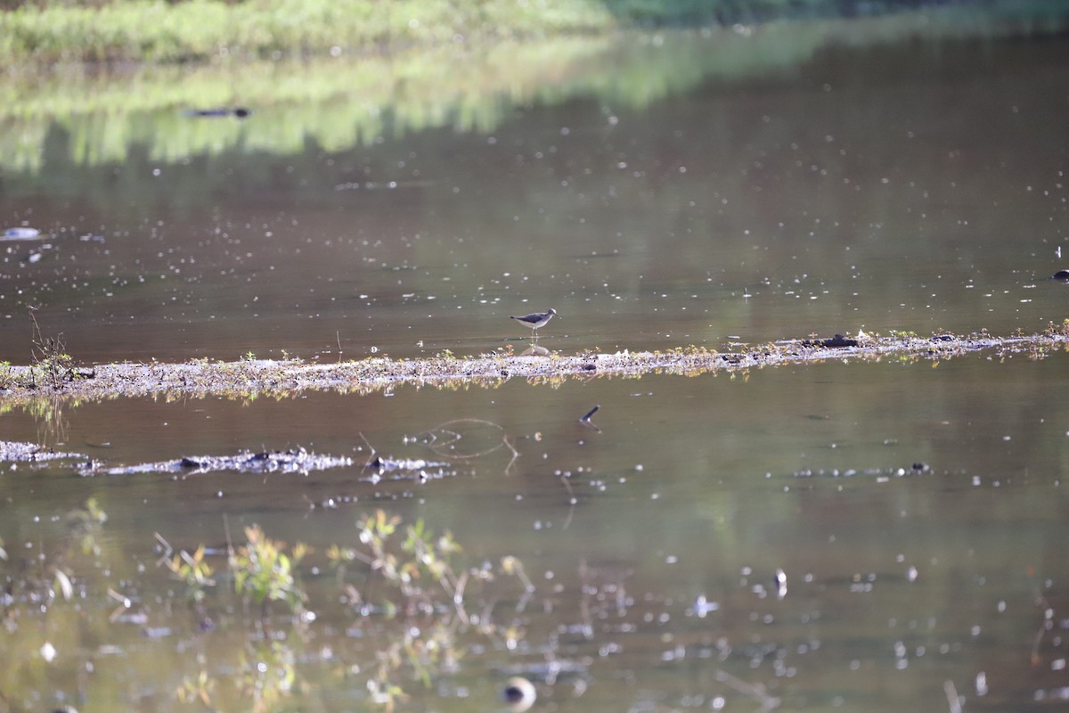 Solitary Sandpiper - ML362631691