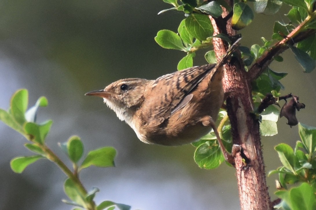 Grass Wren - ML362632781