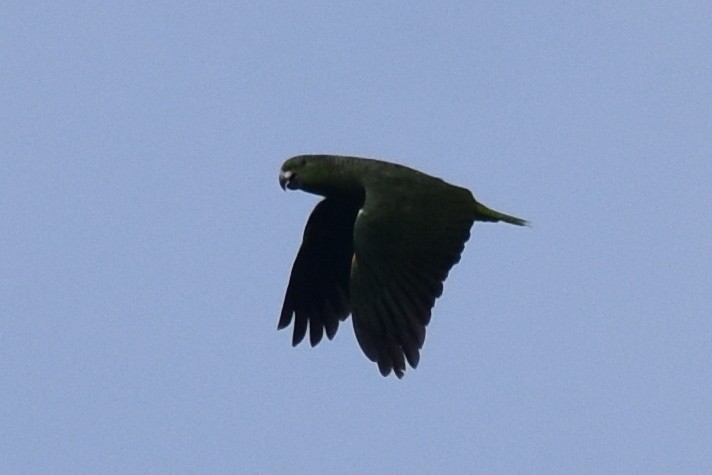 ネズミエリボウシインコ - ML362632831