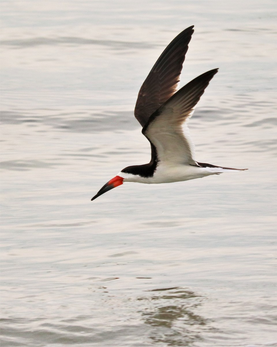 Black Skimmer - ML362632841