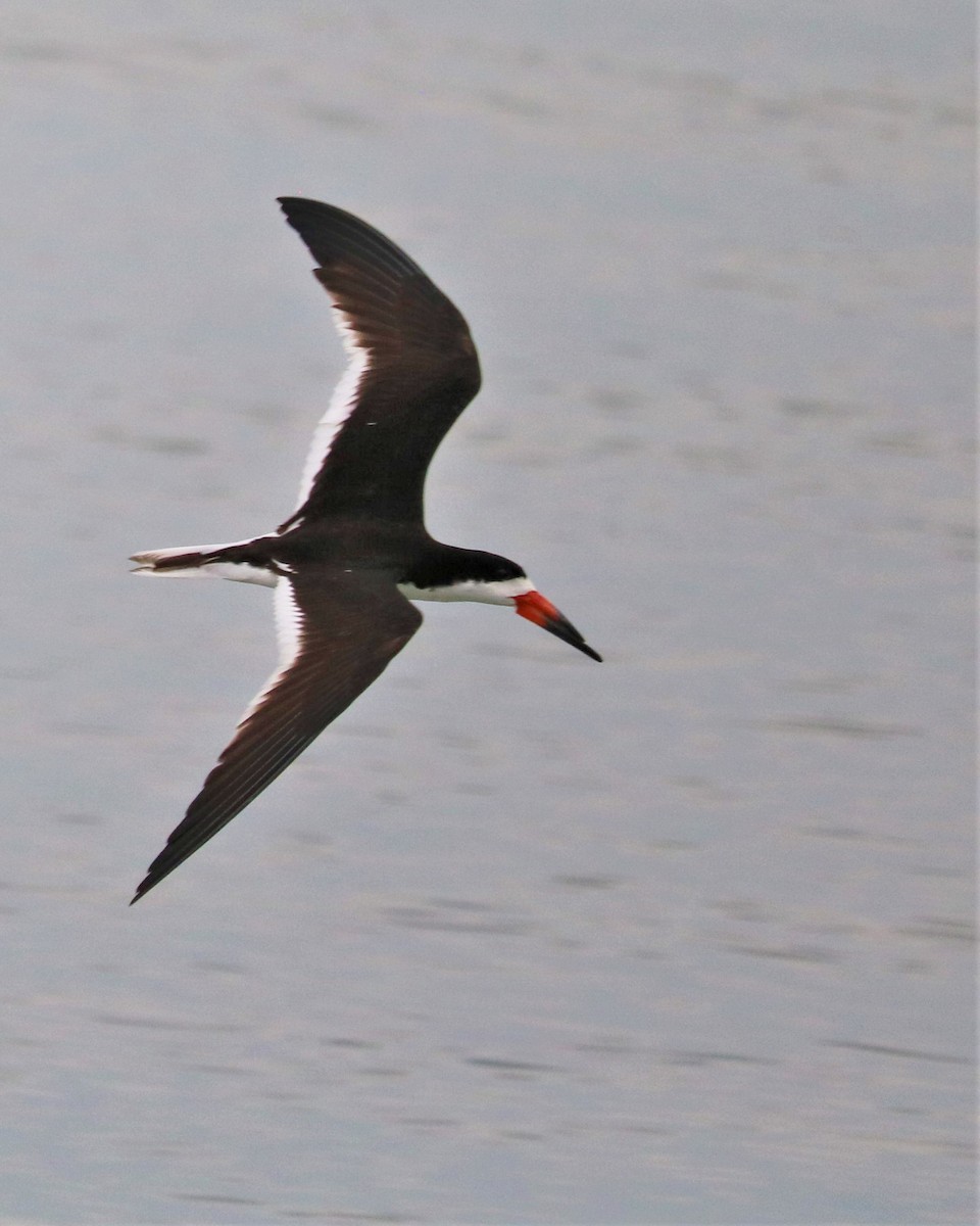Black Skimmer - ML362632851