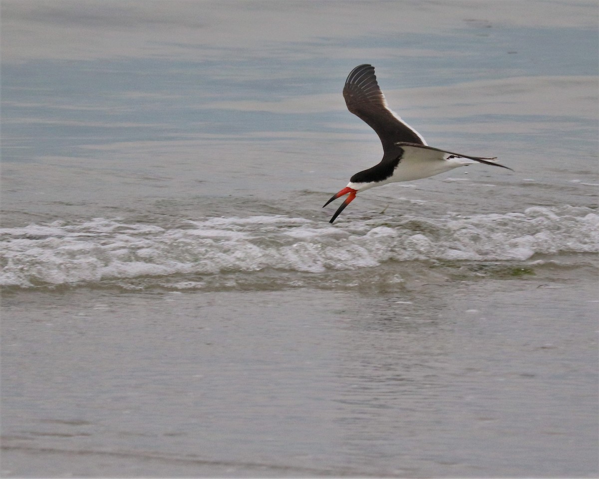 Black Skimmer - ML362632861