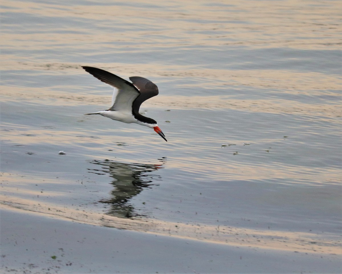 Black Skimmer - ML362632871