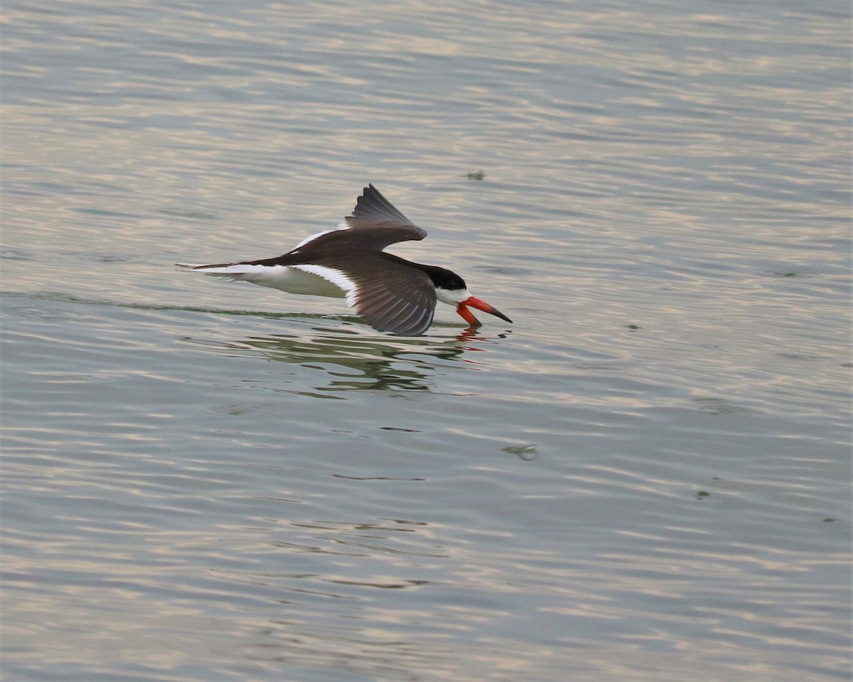 Black Skimmer - ML362632961