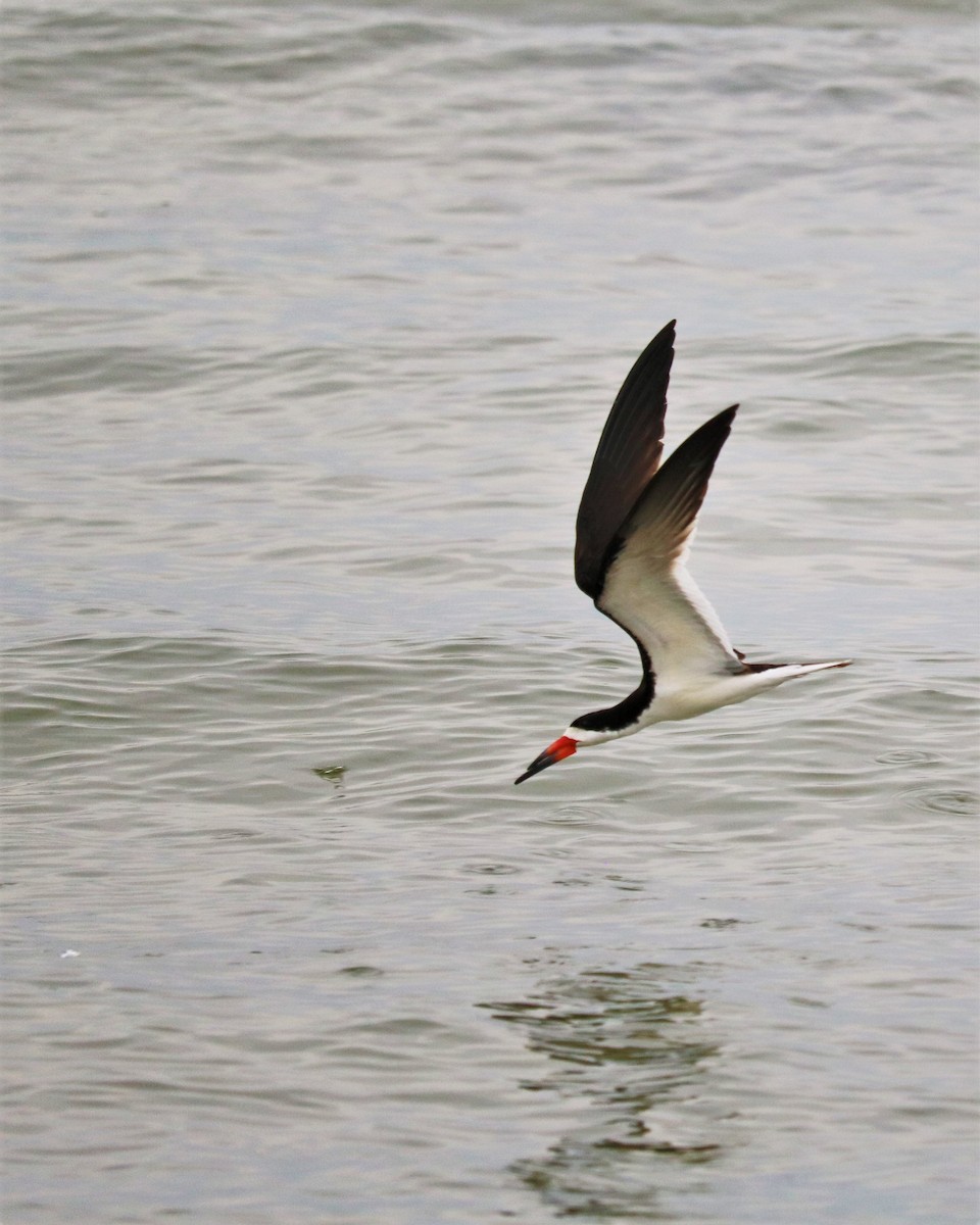 Black Skimmer - ML362632971