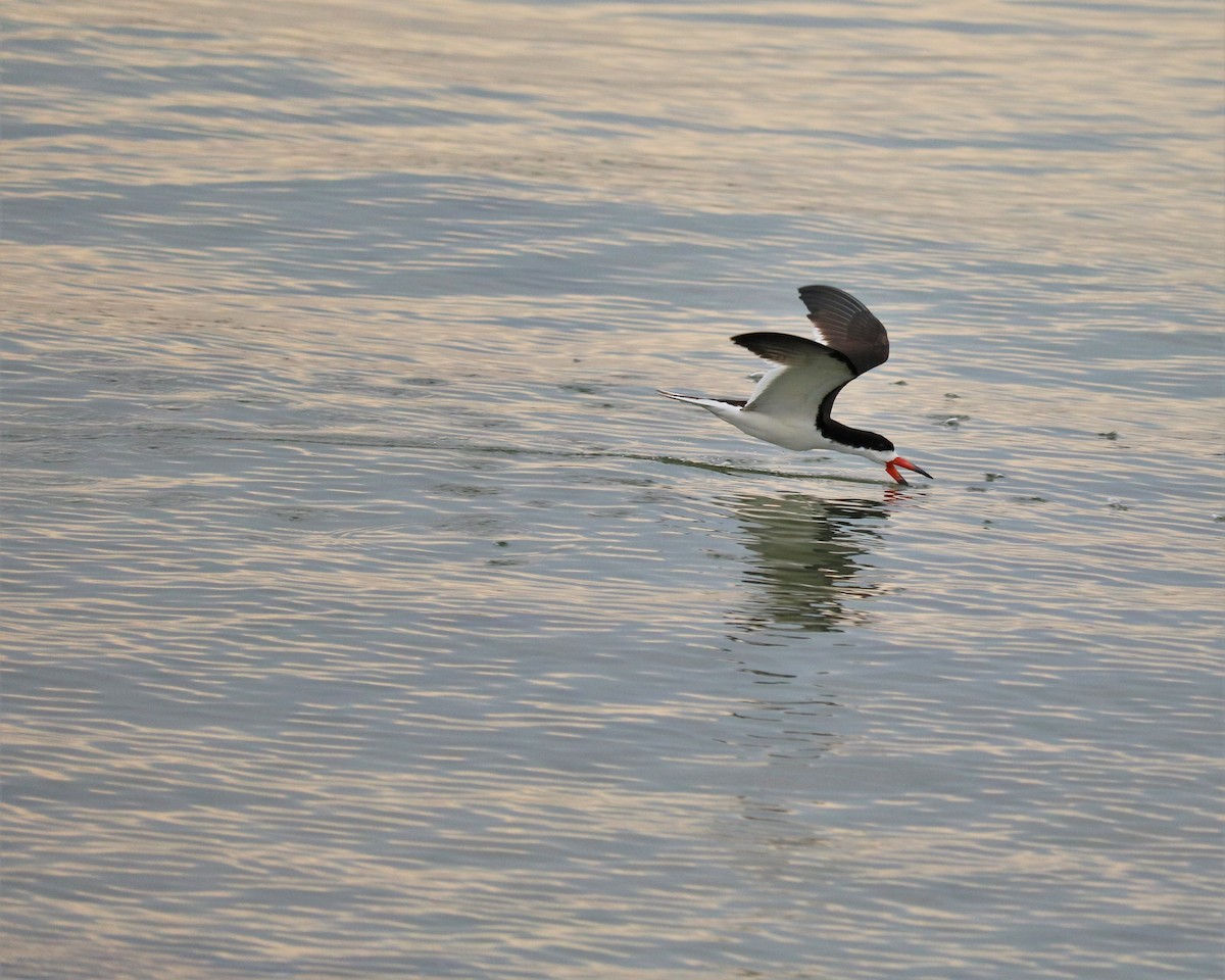 Black Skimmer - ML362632981