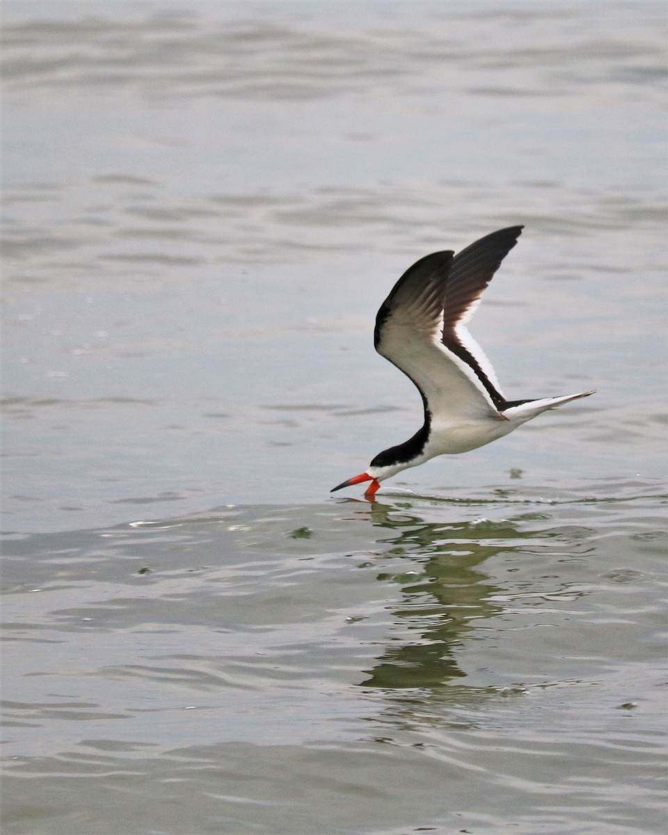 Black Skimmer - ML362632991