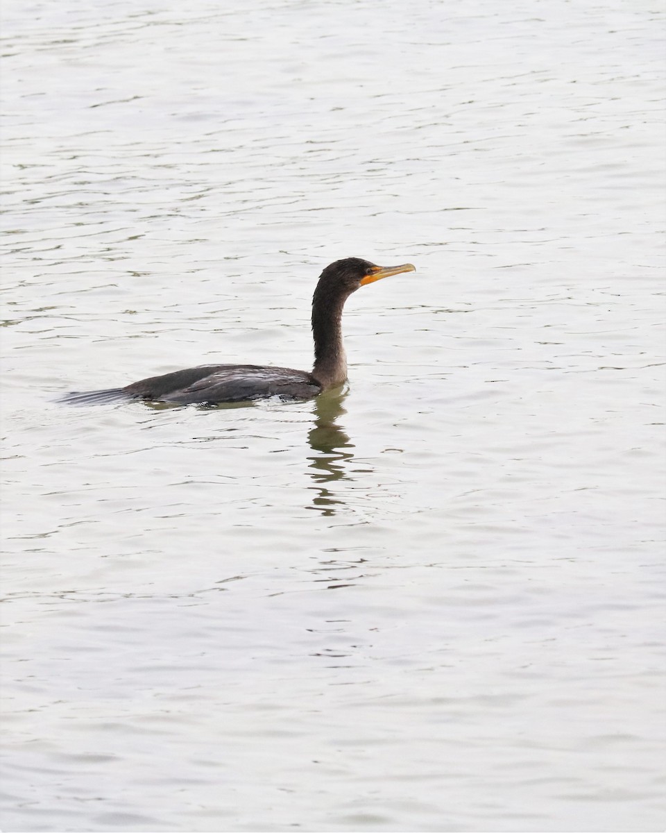 Double-crested Cormorant - ML362633121