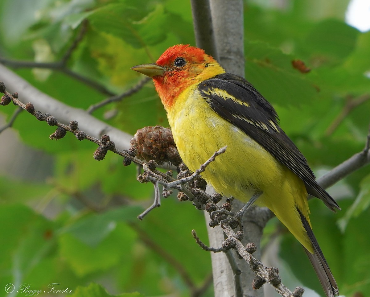 Western Tanager - ML362633391